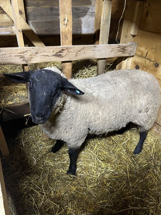 Berbec/berbecut  suffolk