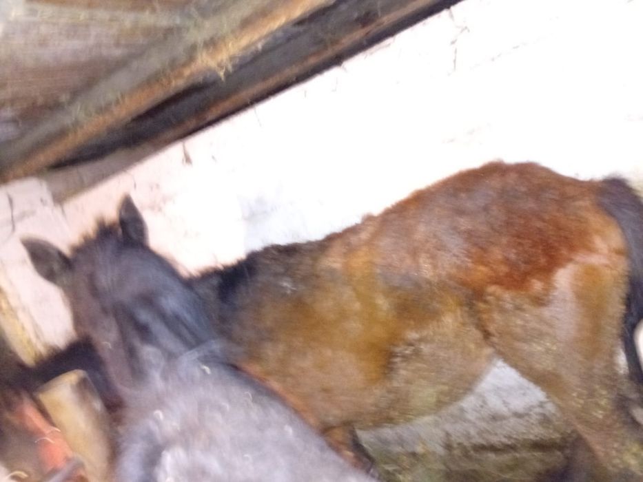 Откормленные лошади