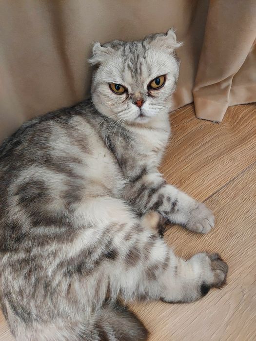 Шотландская кошечка ищет доброго хозяина!