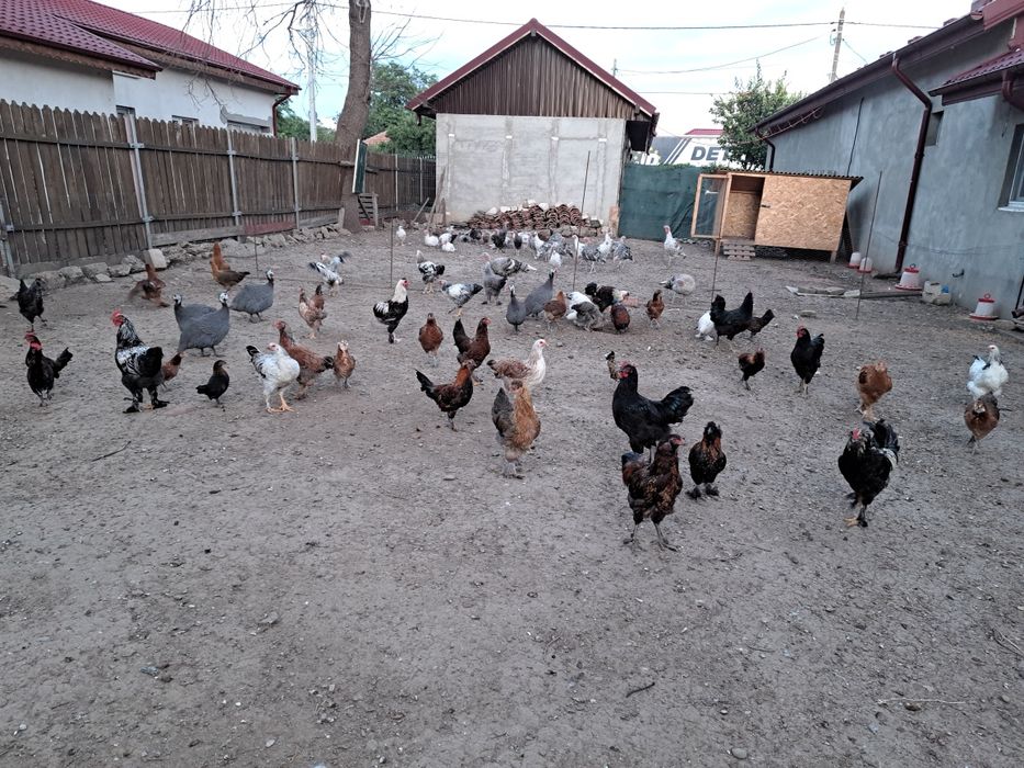 Rațe de carne, pui de curca și pui de găină