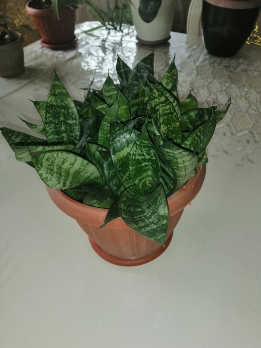 Продаю комнатные цветы