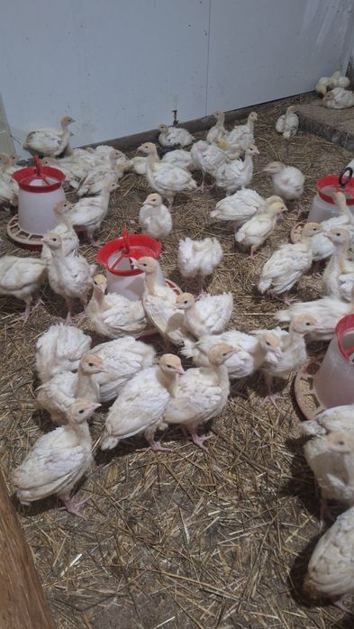 Pui de carne, rasa mixta si curci