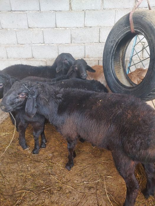 Қошқарлар сатылады