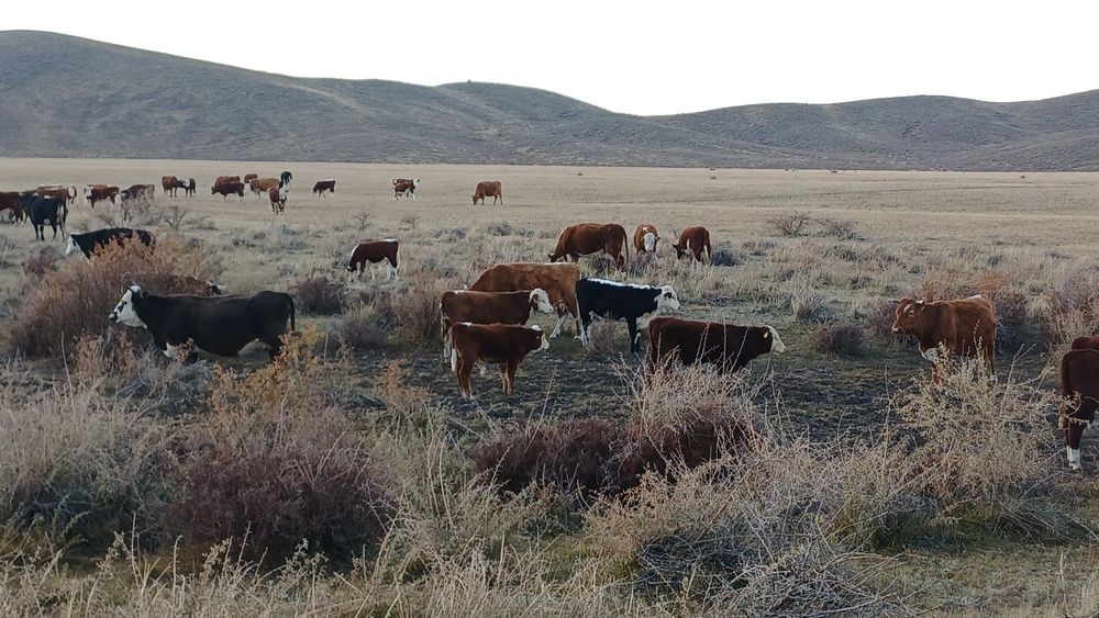 Семіз соғымдар сатылады