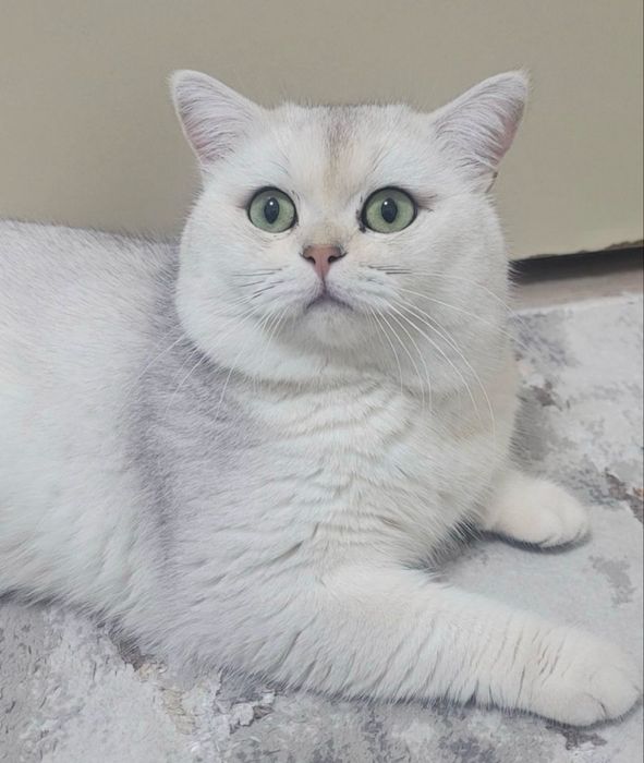 "Вязка" ЧИСТОКРОВНЫй Британский Шиншила