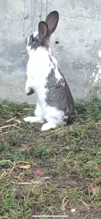 Parra quyon sotiladi