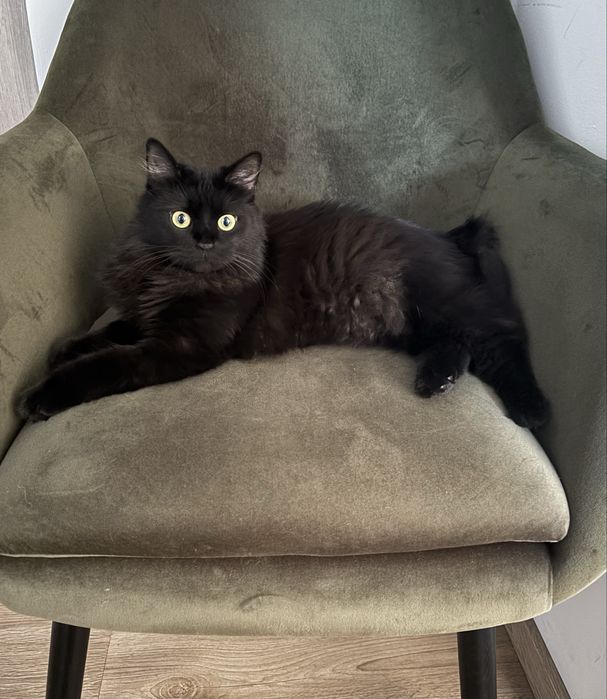 Pet sitting la domiciliul tău - Oradea