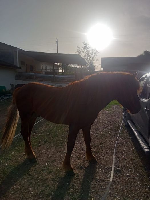 Лошадь лошадьььь