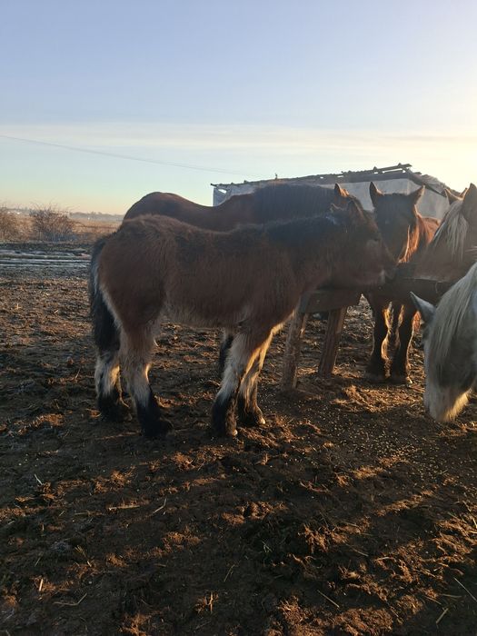 De vanzare o manz de 4 luni