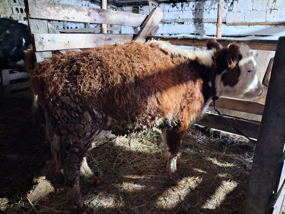 Продам телят возраст 6 месяцев