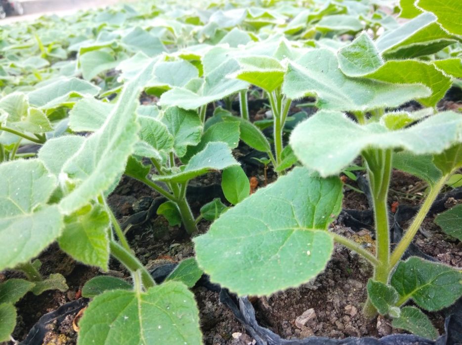 Pavlovniya nixolchalari sotiladi FTE soʻrti