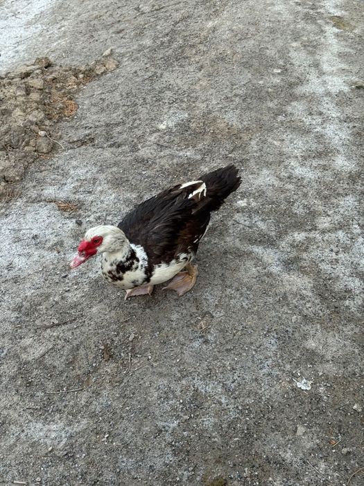 Индоутка қораздары/