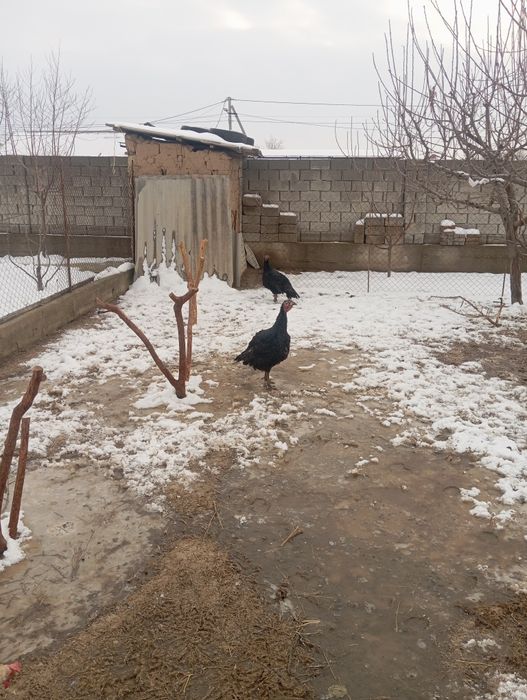 Птицы индюк курке