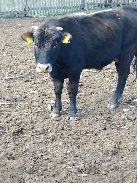 Vând taur și tăurasi