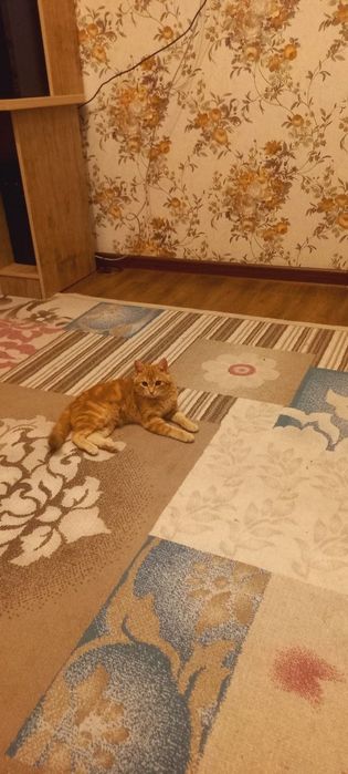 СКОТИШ  ФОЛД сотилади