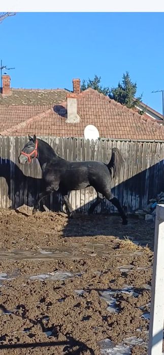 Vand cal -mânz Lipitan