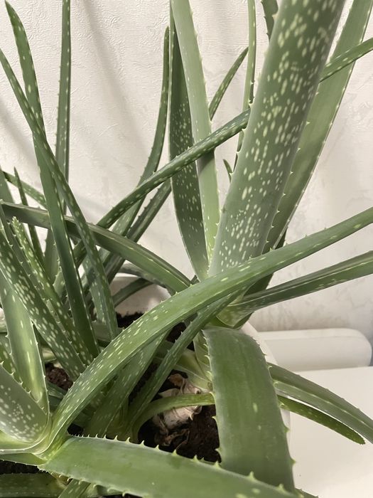 Алоэ цветок алоэ