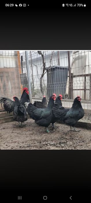 Vind pui Brahms Australorp și de taŕa
