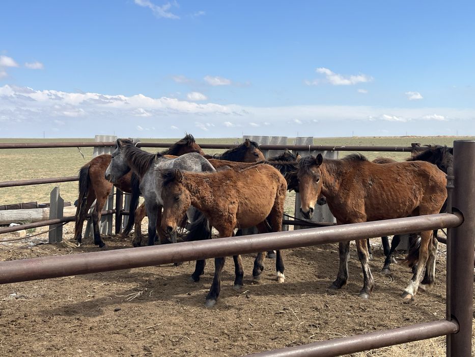 Құнажын Байталдар бар