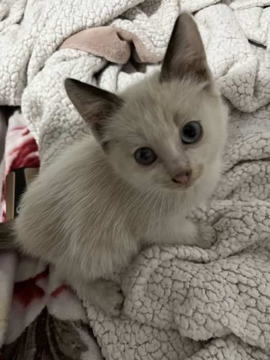 котята 2 месяца