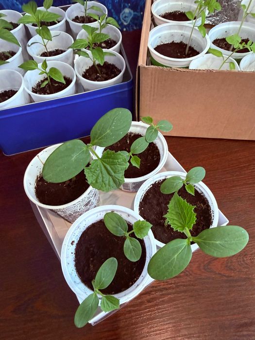 Балконная рассада помидоры перец огурцы