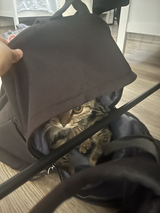 Отдам  кота породы скоттиш фолд