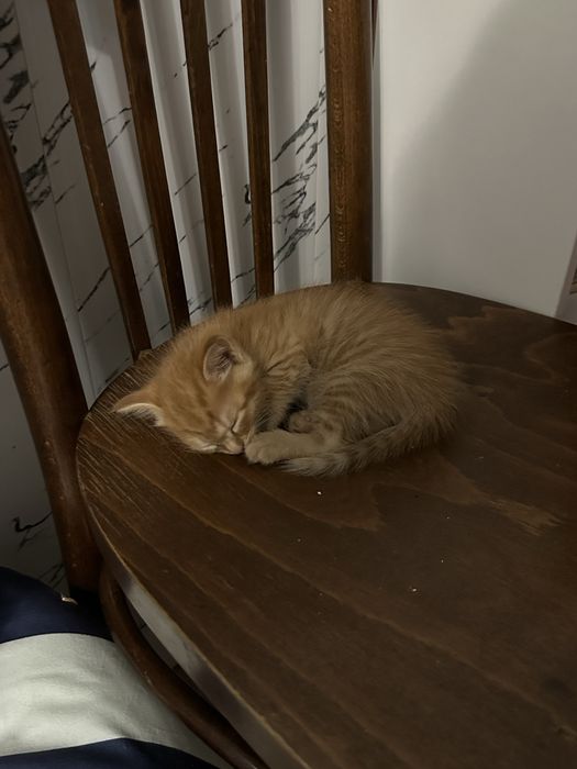 Отдам котенка! Мальчик