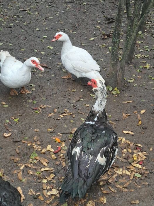 4 rațe și un rățoi mut 2025