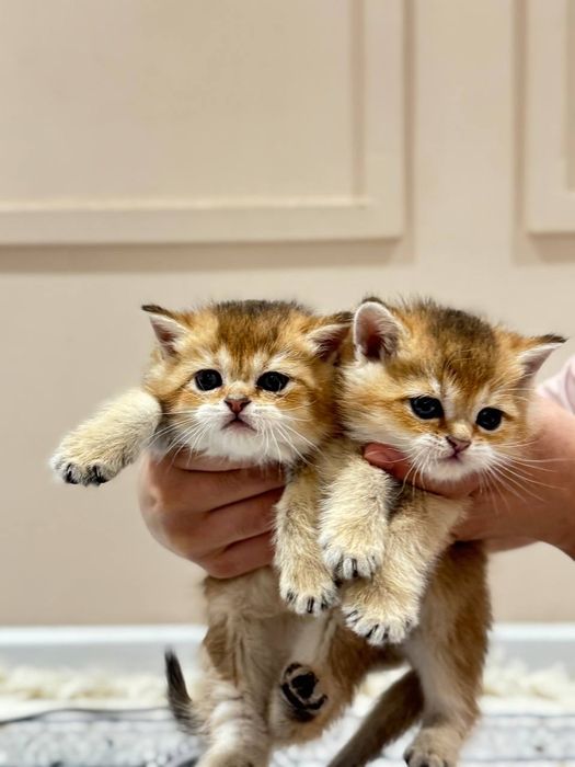 Золотая Британская Шиншила