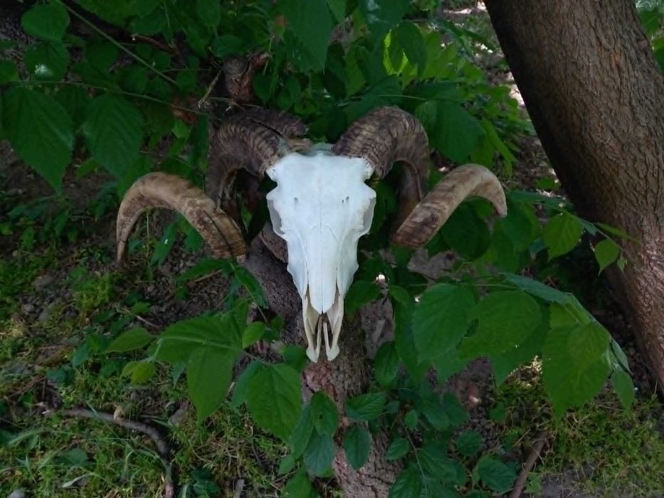 trofeu.trofee.craniu.coarne de berbec masiv
