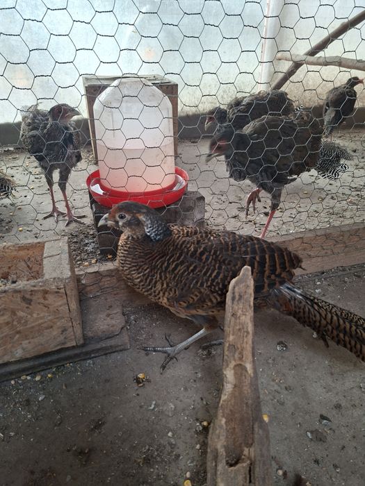 Fazani auriu pe rosu si diamant