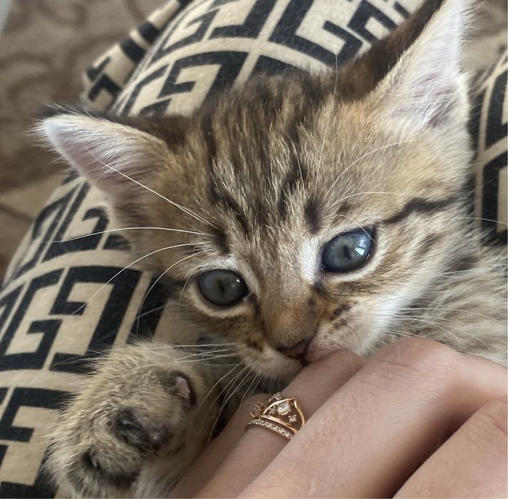 Одам кошечку в хорошие руки