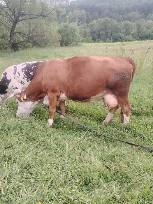 Vaca balta foarte bună