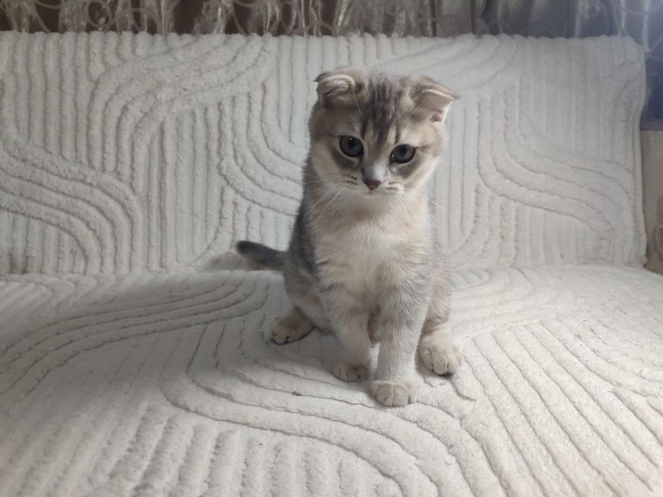 Кошечка скотиш фолд
