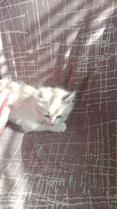 Отдам котят в добрые руки .