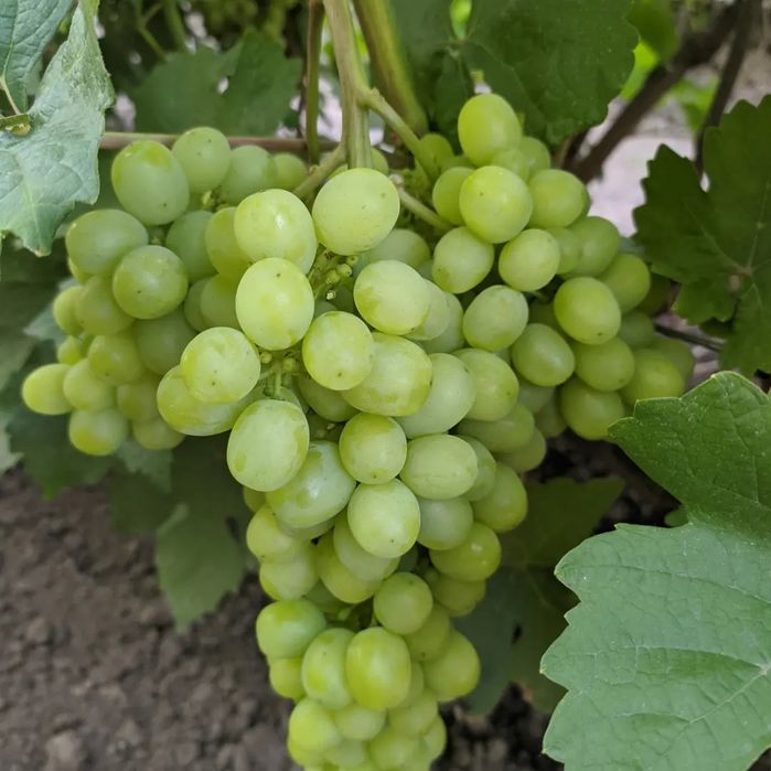 Виноградные саженцы