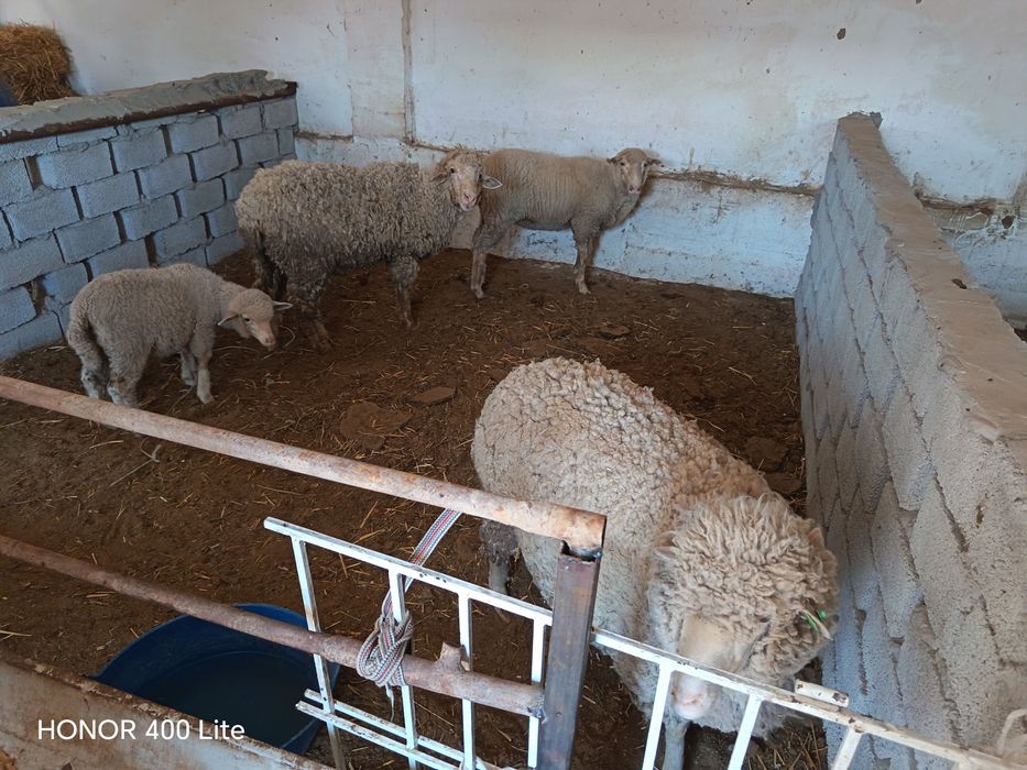 Merinos qoy sotiladi