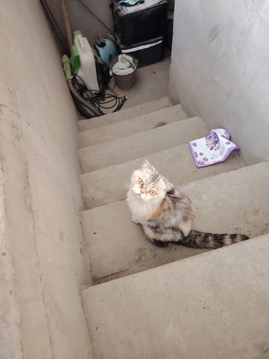Shinshilla mushuk sotiladi