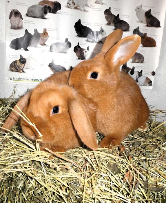 Iepuri berbec pitic rosu