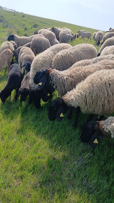 Vand berbeci de rasă