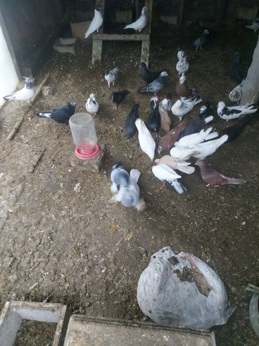 Голуби пакистанцы иранцы бакинцы