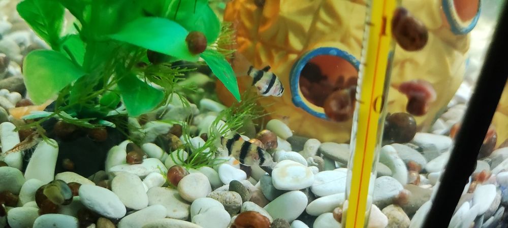 Аквариумные рыбки