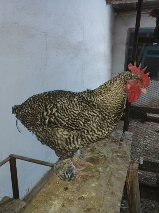 Продам кур возраст 1 год