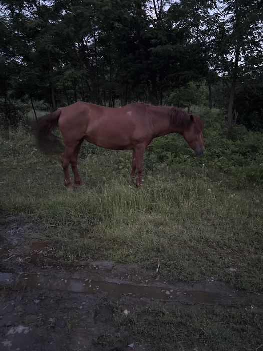 Iapa blanda si cuminte