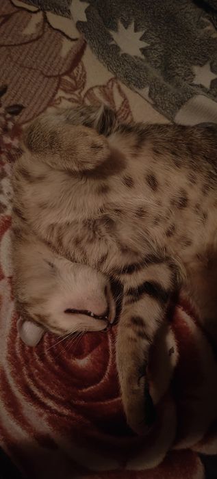 Подарявам мъжка котка