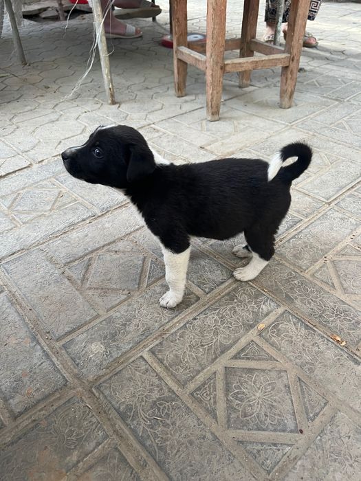 Собачки щенки маленькие