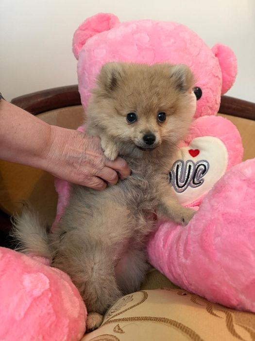 Pomeranian de vinzare