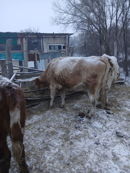 Сиыр сатылады 5 жаста