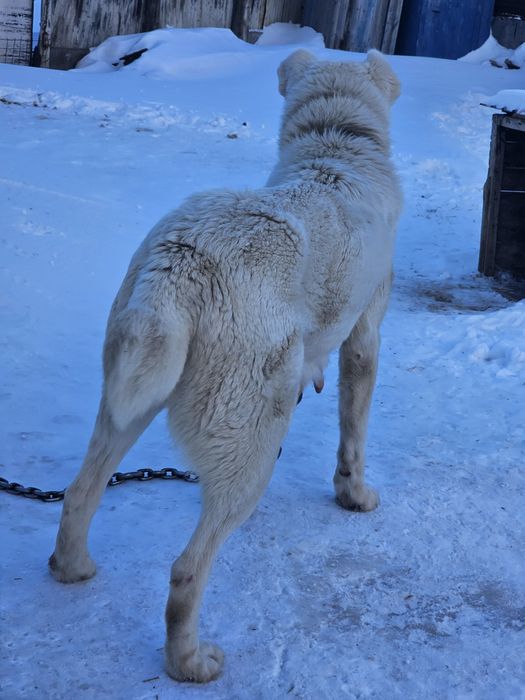 САО Породная сука