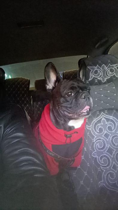 Продам щенков!!!